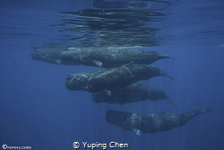 The Happy Pod/ Sperm Whale, Sri Lanka,Canon 5D MarkIII, 1... by Yuping Chen 